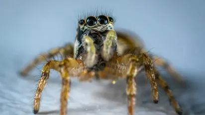 В Україні оселилися нові павуки: чи варто нам хвилюватися - фото