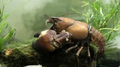 Тихий вбивця у водоймах: чому сигнальний рак небезпечніший, ніж здається - фото