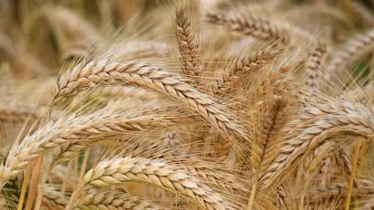 Українські аграрії зібрали майже 20 млн тонн зерна: регіони-лідери - фото