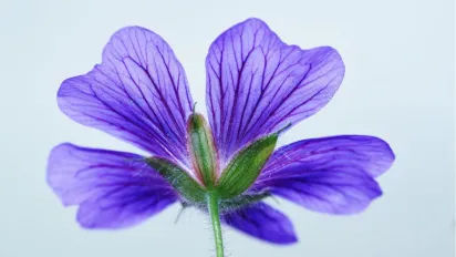 Які добавки до ґрунту забезпечать цвітіння фіалки протягом усього року - фото