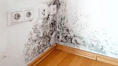 Що робити, якщо в будинку з’явилася цвіль: прості способи боротьби - фото