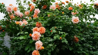 Чому не варто саджати тюльпани поруч із трояндами — і які ще рослини краще уникати - фото