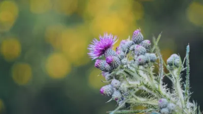 Народні прикмети: яку рослину потрібно принести в дім у серпні, щоб захиститися від нечистої сили - фото
