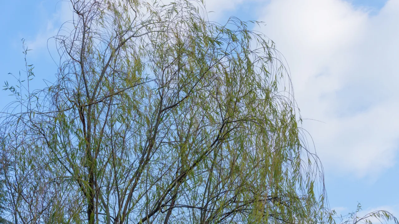 Верба біля дому: народні прикмети, які застерігають від посадки 