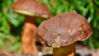 Чому 13 серпня не можна приносити гриби у дім: народні прикмети - фото