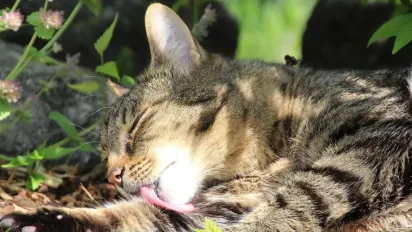 В Україну йде хвиля спеки: синоптикиня назвала точні дати - фото