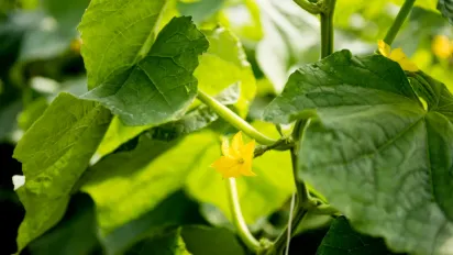 Чому листя огірків жовтіє або блідне: поради для городників - фото