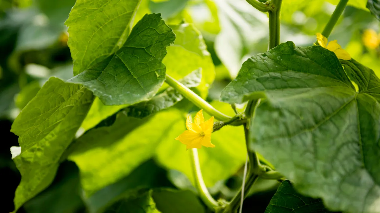 Чому листя огірків жовтіє або блідне: поради для городників 