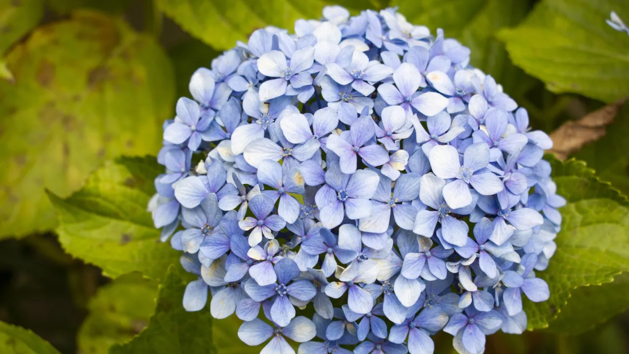 Як за допомогою кавової гущі перетворити рожеві гортензії на блакитні 