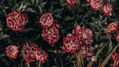 Квіти серпня: що садити, сіяти і пересаджувати наприкінці літа - фото