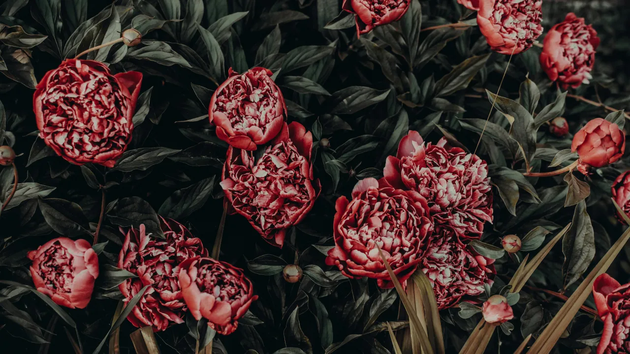 Квіти серпня: що садити, сіяти і пересаджувати наприкінці літа 