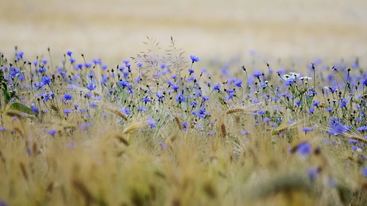 Що дівчатам потрібно зробити 14 серпня, щоб швидше вийти заміж: народні прикмети 