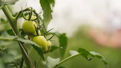 Городники розповіли, які овочі та фрукти можна збирати незрілими - фото