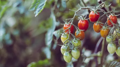 Серпневий догляд за помідорами: що потрібно зробити для щедрого врожаю - фото
