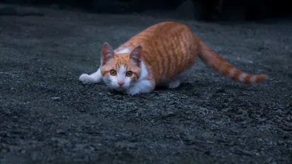 Як відучити кота дряпати меблі та шпалери: корисні поради - фото