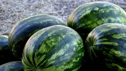 Як зберегти кавун свіжим та соковитим: детальні поради  - фото