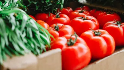 Білокрилка атакує врожай: що робити, щоб зберегти помідори - фото