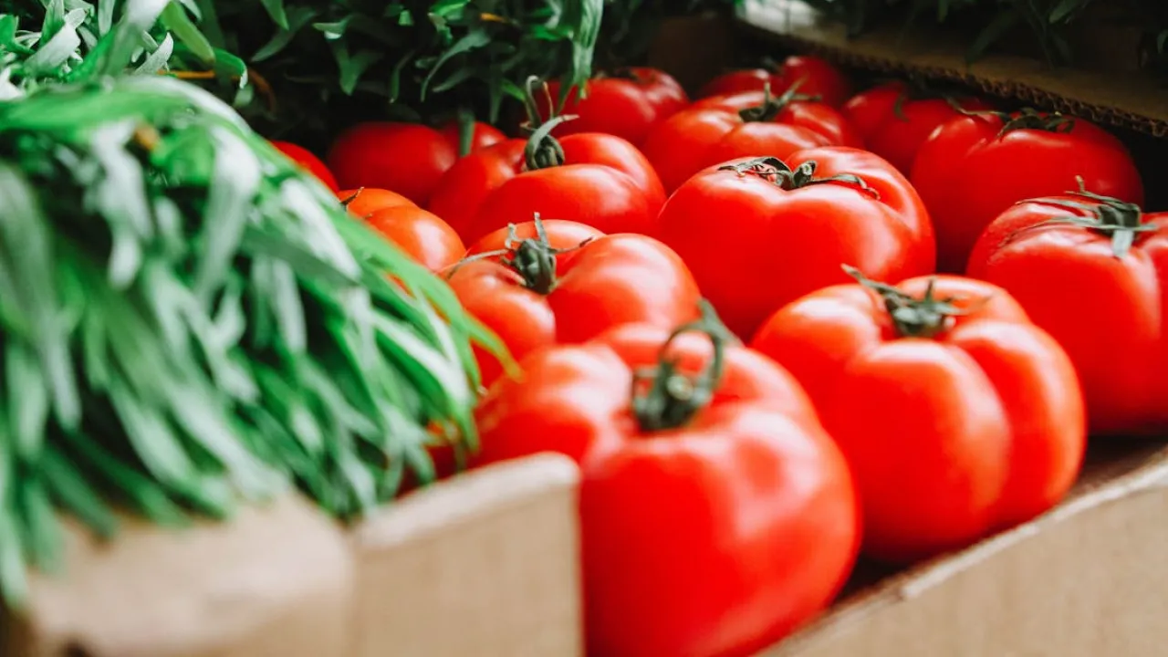 Білокрилка атакує врожай: що робити, щоб зберегти помідори 