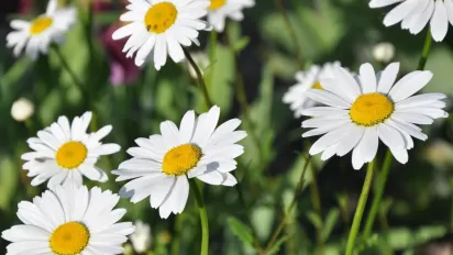 Пік літньої спеки: якою буде погода в Україні 16–17 серпня - фото