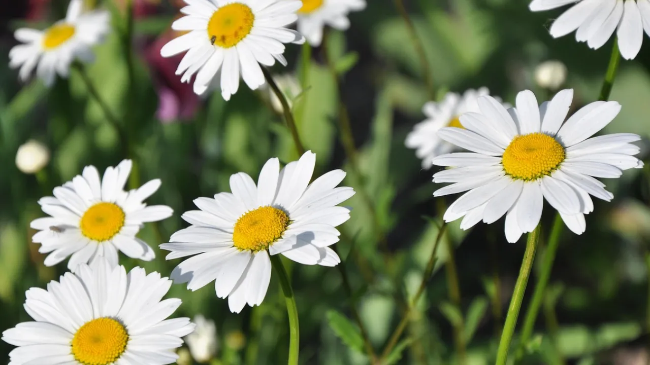 Пік літньої спеки: якою буде погода в Україні 16–17 серпня 
