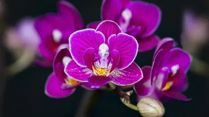 Що робити, якщо не цвіте орхідея: 5 прийомів, які реально працюють - фото