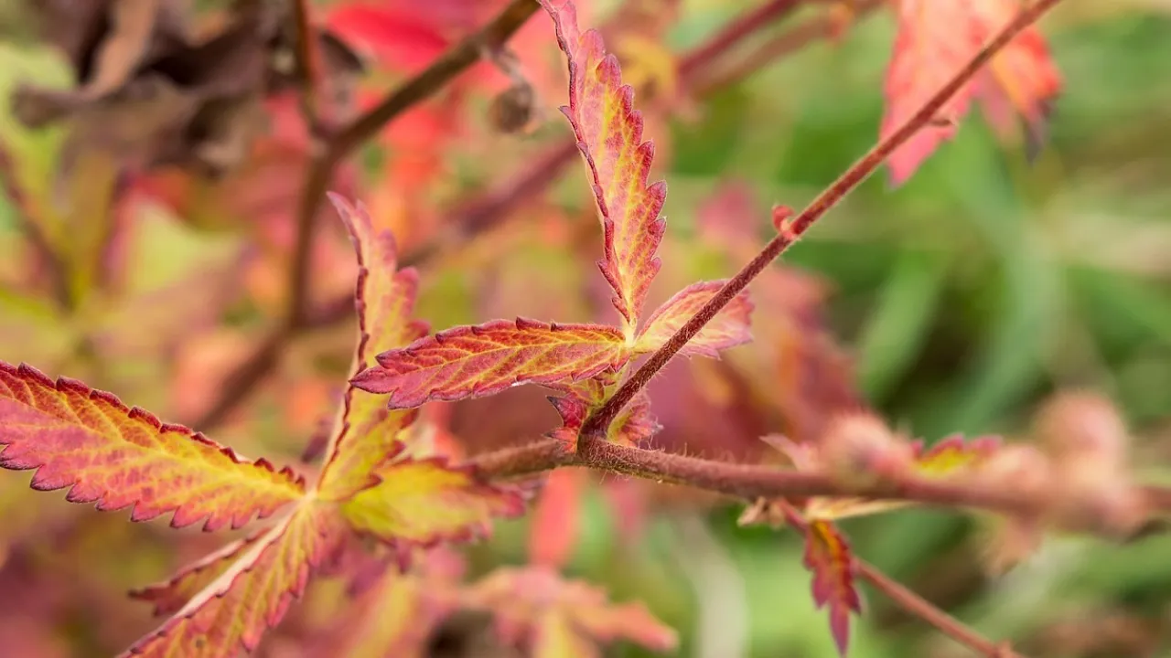В Україну осінь прийде пізно: коли чекати похолодання та перших заморозків 