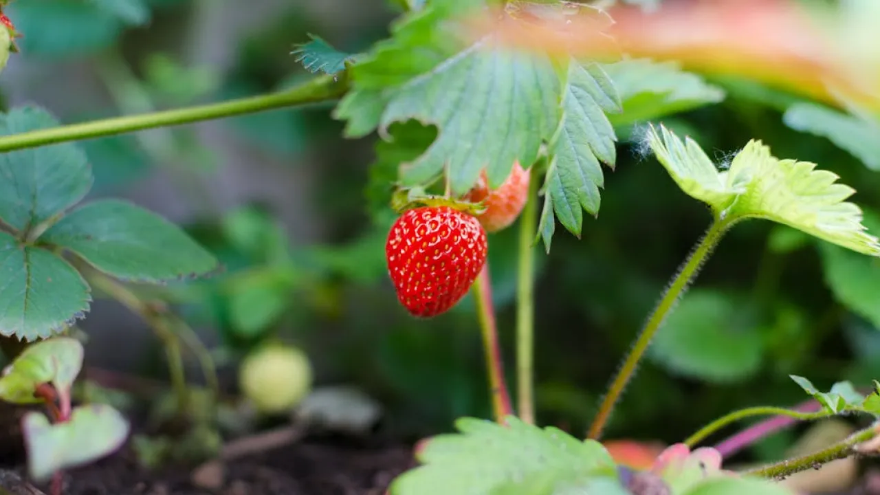 Коли і як садити полуницю восени, щоб ягоди не замерзли 