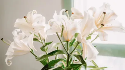 Лілії порадують вас гарним цвітом наступного року, якщо зробити це зараз - фото