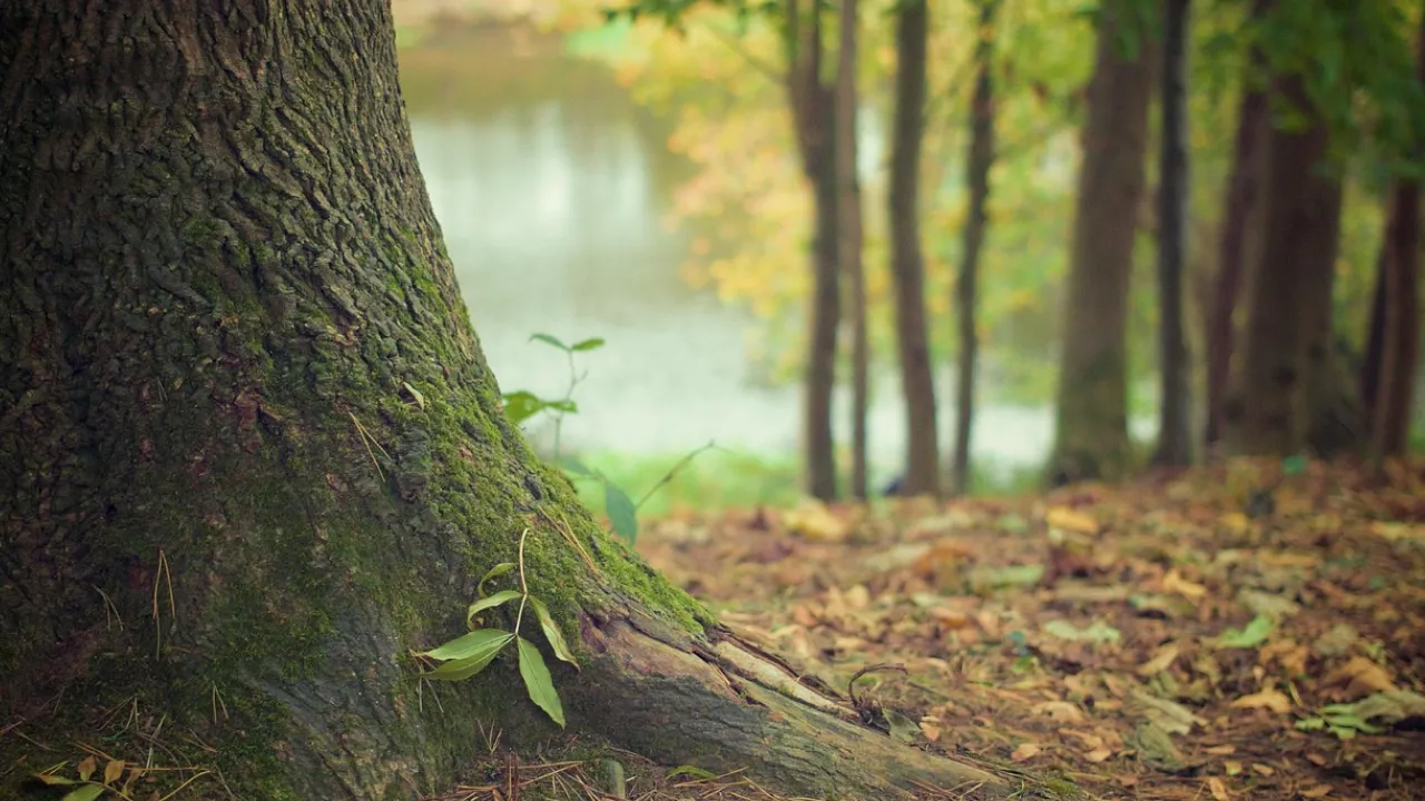 Що викидали з дому 17 серпня, щоб прогнати хвороби та нещастя: народні прикмети 