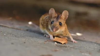 Три рослини, які допоможуть позбутися мишей і щурів без пасток та отрути - фото