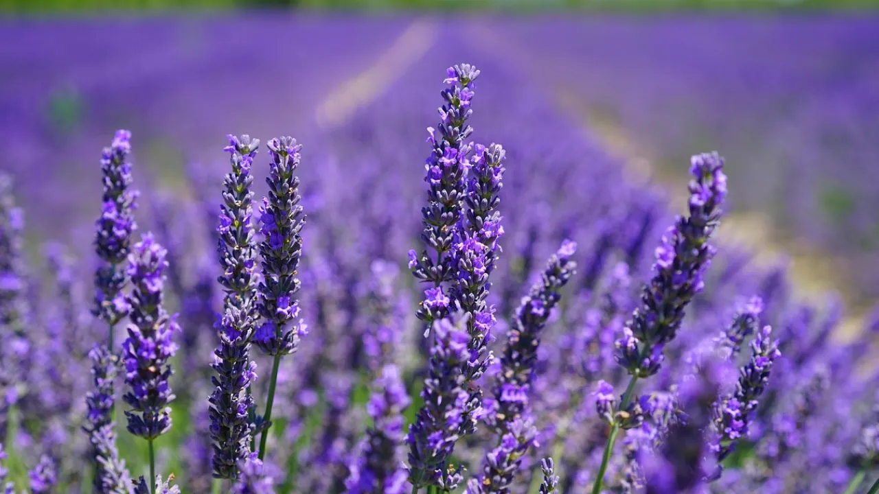 Як обрізати лаванду: дієві поради квітникарів 