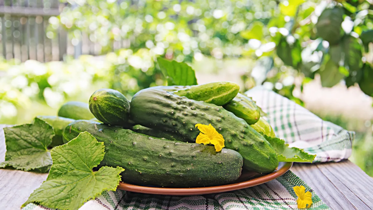 Чому огірки ростуть кривими: 5 причин, про які мовчать городники 