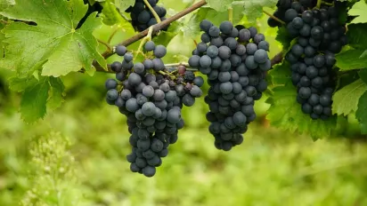 Чи безпечно їсти виноград із білим нальотом? - фото