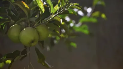 Зелені яблука падають? Дізнайтеся, що робити, щоб цього уникнути - фото