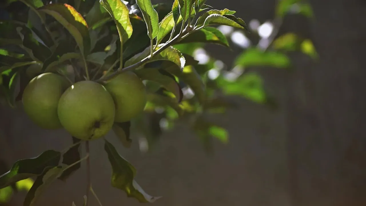 Зелені яблука падають? Дізнайтеся, що робити, щоб цього уникнути 