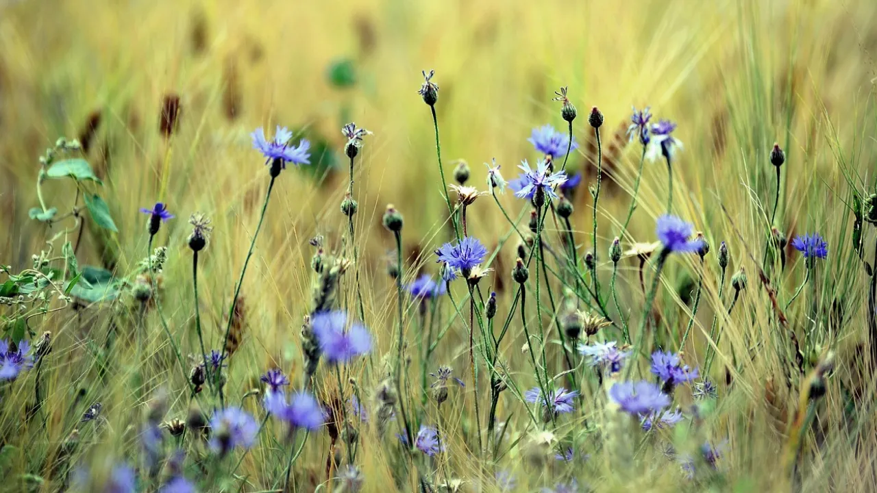 Погода в Україні наприкінці серпня: спека ще повернеться, але з прохолодою чергуватиметься 