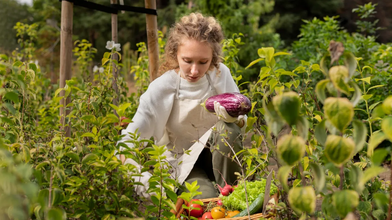Календар городника на 19–24 серпня: як підготувати ґрунт і збирати врожай правильно 