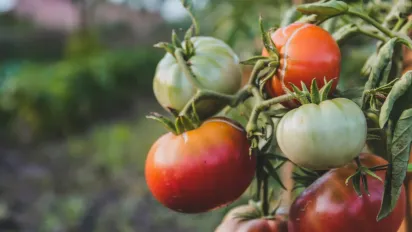 В’януть томати у серпні: причини та перевірені способи порятунку врожаю - фото