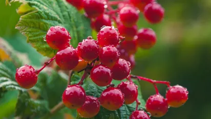 Що треба з'їсти 19 серпня, щоб притягнути удачу: народні прикмети - фото