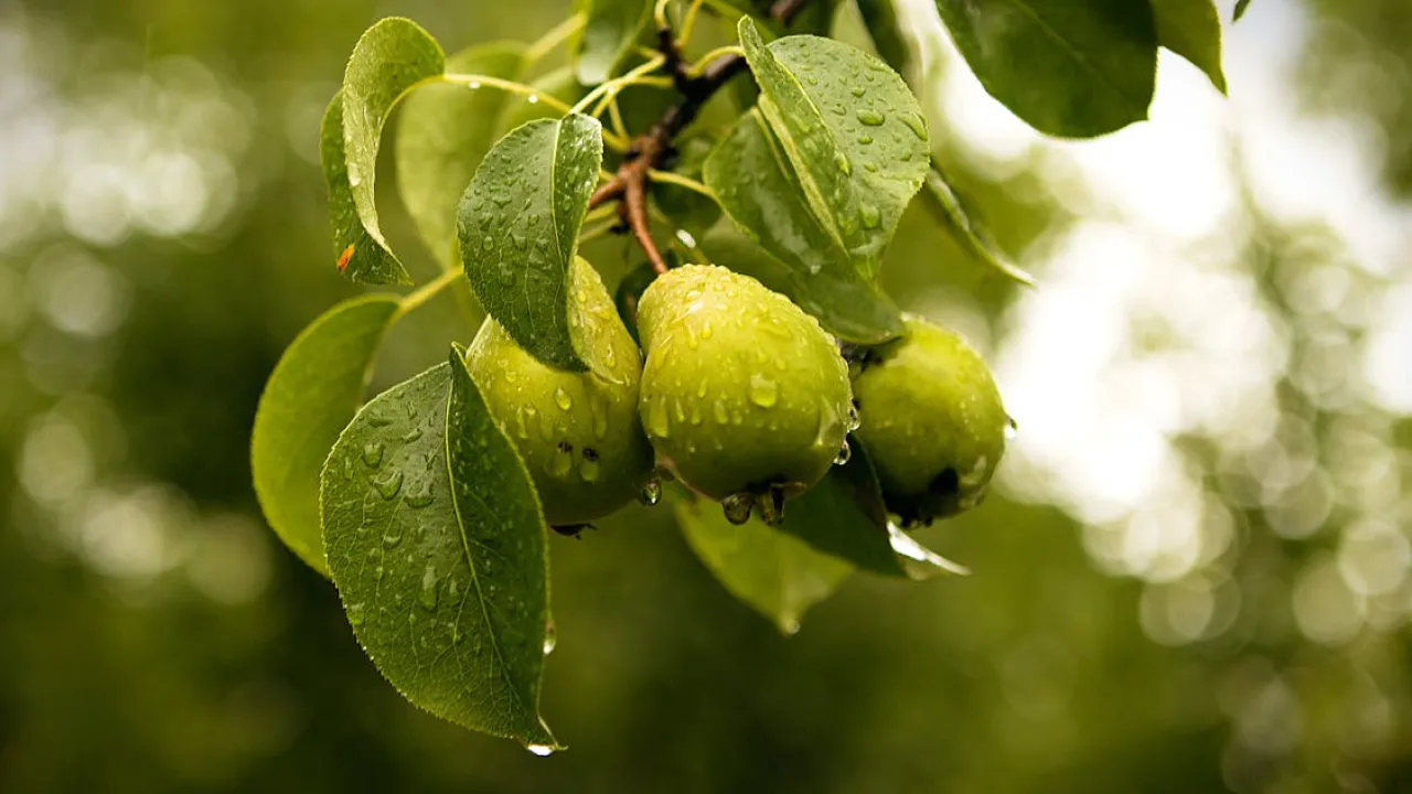 Згущенка з груші на зиму: всього 3 інгредієнти – і домашній десерт готовий 