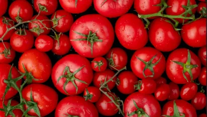 Томати на межі: чим врятувати врожай після примхливої погоди? - фото