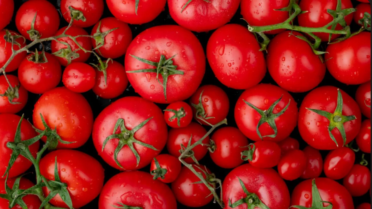 Томати на межі: чим врятувати врожай після примхливої погоди? 