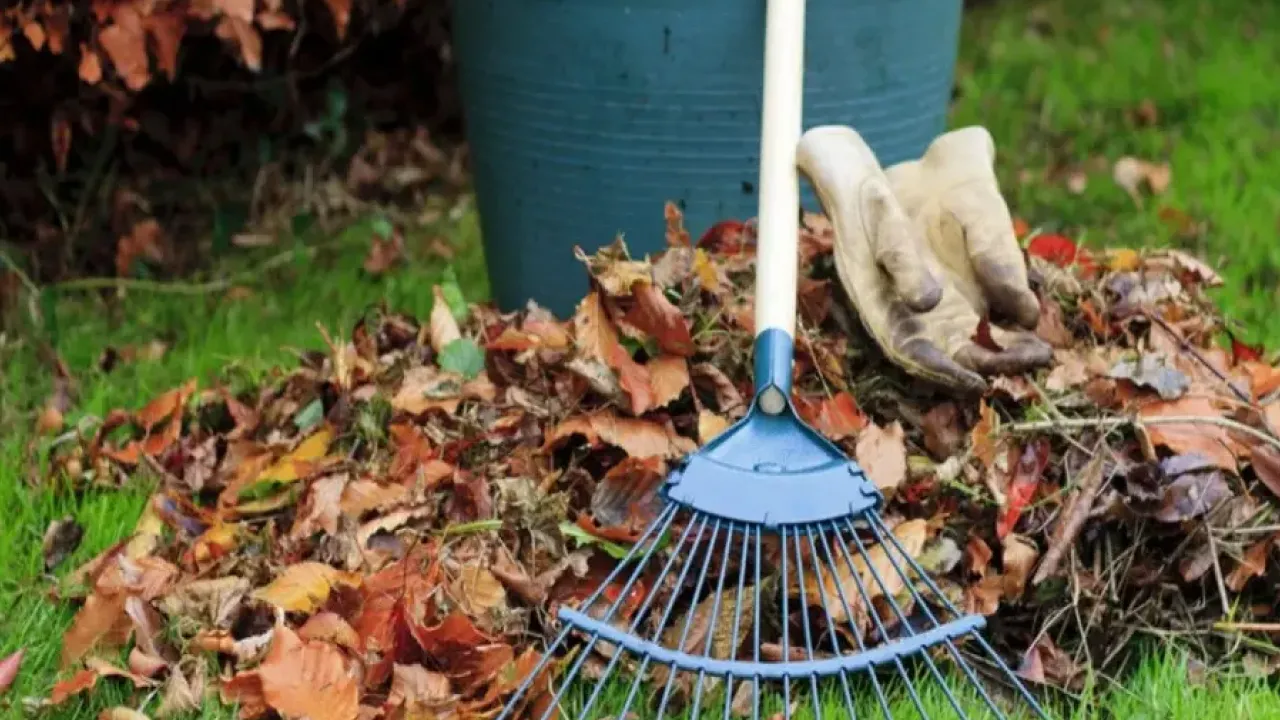Що обов’язково потрібно прибрати з городу та саду восени, щоб навесні не мати проблем 