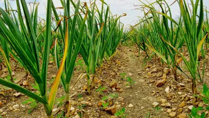 Коли садити озимий часник у 2025 році: найкращі дати - фото