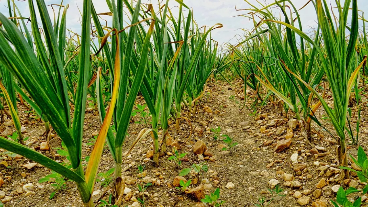 Коли садити озимий часник у 2025 році: найкращі дати 