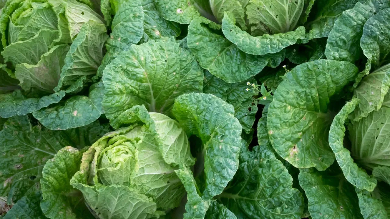 Не на балконі та не в погребі: де зберігати капусту, щоб не псувалася до весни 