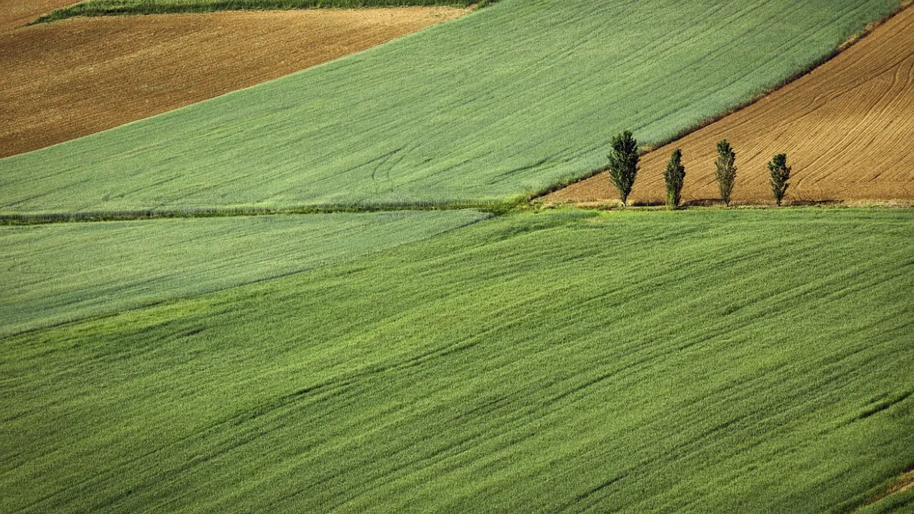 Землю даватимуть безоплатно: хто отримає ділянку першим  