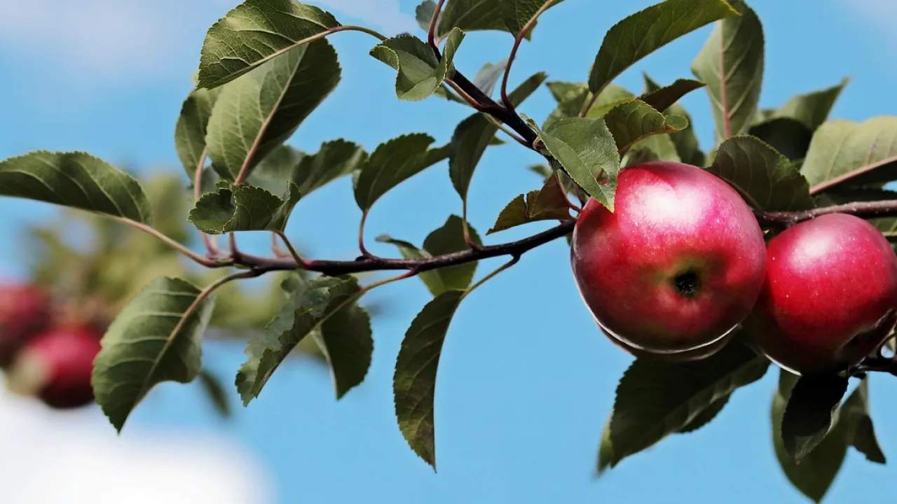 Серпневі поради садівникам: як підготувати плодові дерева до зими 
