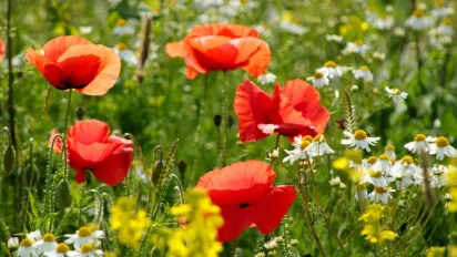 Погода в Україні 21 серпня: спека до +33° і грози на заході - фото