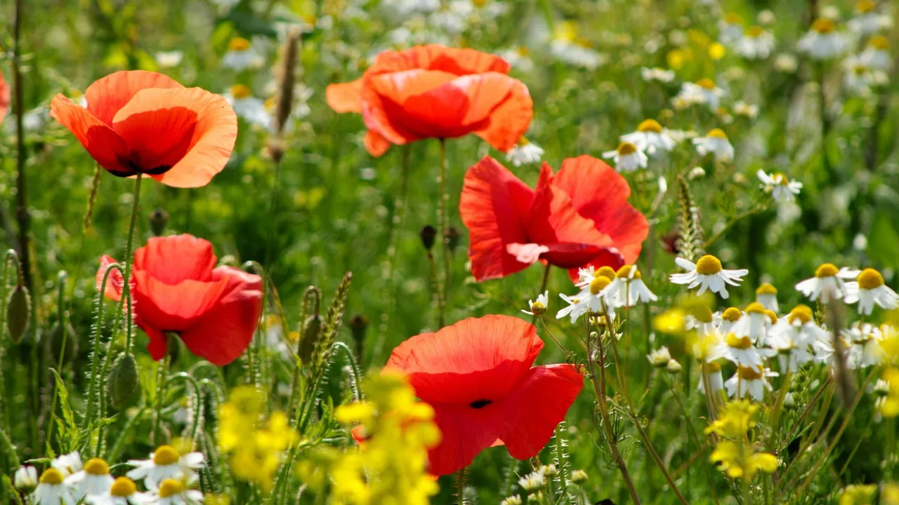 Погода в Україні 21 серпня: спека до +33° і грози на заході 